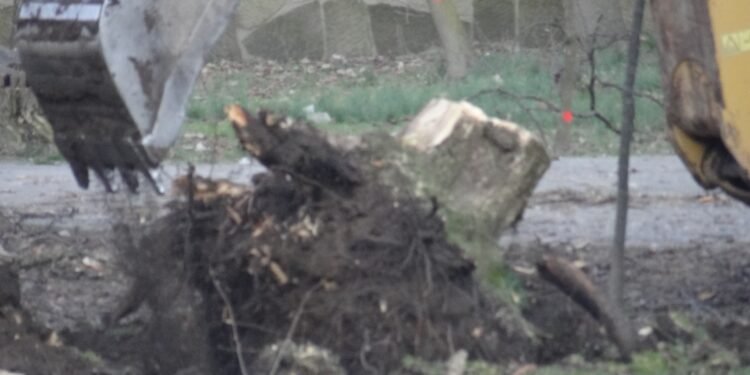 Sute de arbori seculari tăiați ILEGAL la Târgu Jiu. Poliția face anchetă!