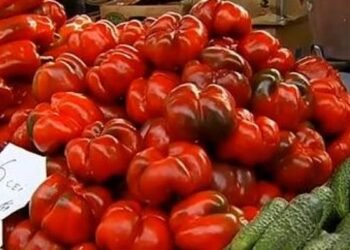 Motru: Dosar penal pentru o plasă de gogoșari