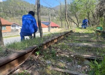 Copaci crescuți pe calea ferată, la o uzină strategică din industria de apărare