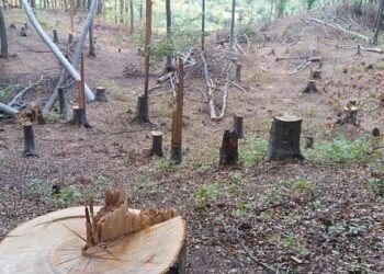 Hoții de lemne au făcut ravagii în Gorj, dar au scăpat nepedepsiți!