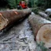 Pădurar din Gorj, acuzat că a „mutat” lemnele din pădure cu acte false. Judecător: „Nu există probe clare pentru furt”