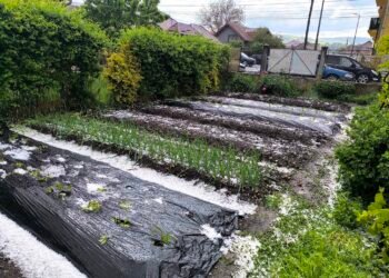 Grindina a distrus grădinile dintr-o comună
