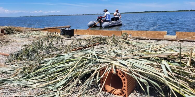 Insule plutitoare pentru păsările sălbatice pe Lacul Bistreț. Proiect spectaculos pentru protejarea biodiversității în Dolj