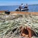 Insule plutitoare pentru păsările sălbatice pe Lacul Bistreț. Proiect spectaculos pentru protejarea biodiversității în Dolj