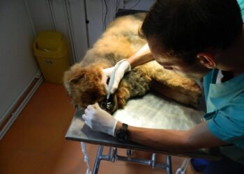 Verdict dur la Motru. Medicii au încercat să-l salveze, dar glonțul îi sfâșiase organele