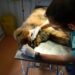 Verdict dur la Motru. Medicii au încercat să-l salveze, dar glonțul îi sfâșiase organele