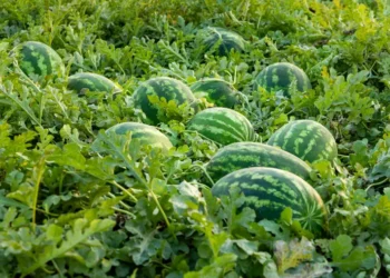Fermierii lasă lubenițele pe câmp
