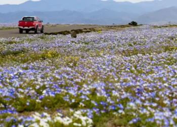 A înflorit deșertul Atacama