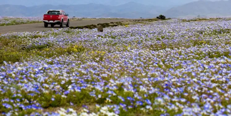 A înflorit deșertul Atacama