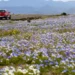 A înflorit deșertul Atacama