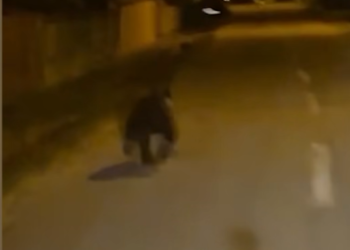 Urs filmat pe străzile din Târgu Jiu. Ce trebuie să facă localnicii dacă întâlnesc animalul
