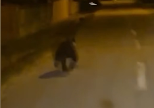 Urs filmat pe străzile din Târgu Jiu. Ce trebuie să facă localnicii dacă întâlnesc animalul