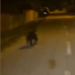 Urs filmat pe străzile din Târgu Jiu. Ce trebuie să facă localnicii dacă întâlnesc animalul