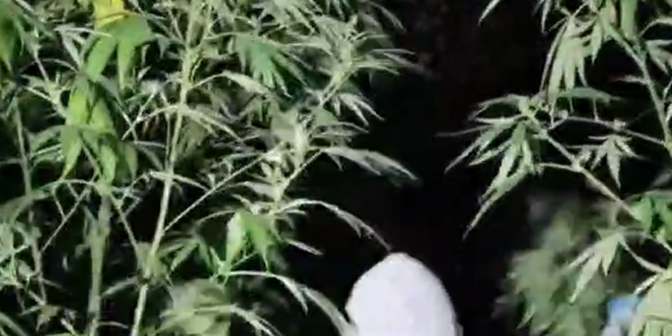 Cultură de canabis de patru metri înălțime! Au folosit fertilizanți