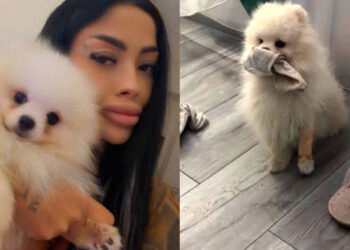 Cățelul Valentinei din Filiași, dispărut după crima care a șocat Oltenia. Familia oferă recompensă