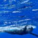 A înotat fără oprire din Grecia până în Italia