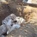 Polițiștii au descins în cimitir. Ce au găsit în sacii de sub criptă!