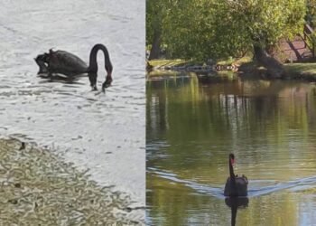 Lebădă neagră, surprinsă pe Jiu! Imaginile au atras atenția internauților
