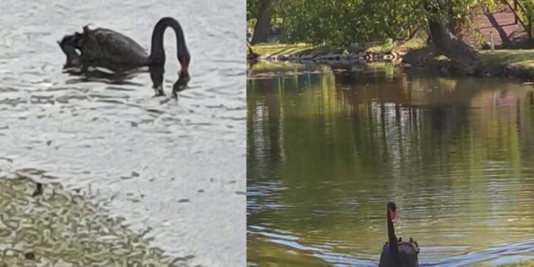 Lebădă neagră, surprinsă pe Jiu! Imaginile au atras atenția internauților