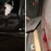 Mașină ajunsă într-un canal, doi tineri la spital și un ogar mort! Poliția anchetează un posibil caz de braconaj în Dolj