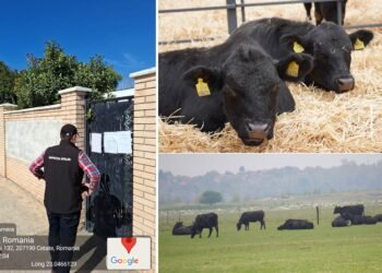 Nouă amendă pentru ferma lui Gigi Nețoiu. Milionarul crește Black Angus la Cetate!