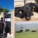 Nouă amendă pentru ferma lui Gigi Nețoiu. Milionarul crește Black Angus la Cetate!