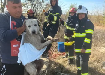 Clipe de groază pentru un cățel din Dolj! A căzut într-o fântână de 10 metri. Pompierii au intervenit de urgență