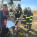 Clipe de groază pentru un cățel din Dolj! A căzut într-o fântână de 10 metri. Pompierii au intervenit de urgență