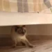 „Supat”, cuvântul care a încins internetul! Românii s-au împărțit în tabere după ce au aflat ce înseamnă